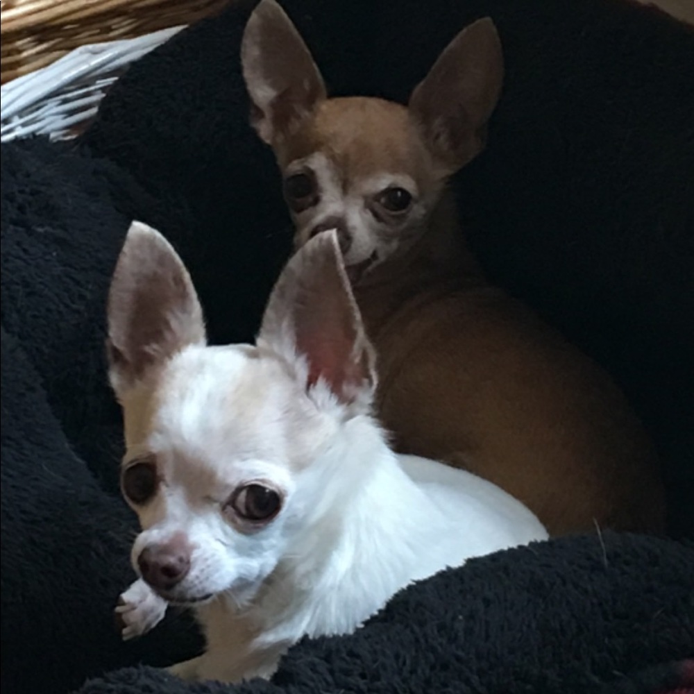 Meet your Posher, Pam